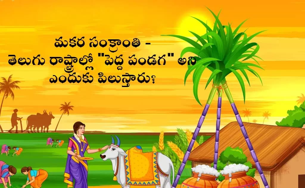 మకర సంక్రాంతి - తెలుగు రాష్ట్రాల్లో "పెద్ద పండగ" అని ఎందుకు పిలుస్తారు?