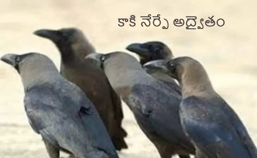 కాకి నేర్పే అద్వైతం: