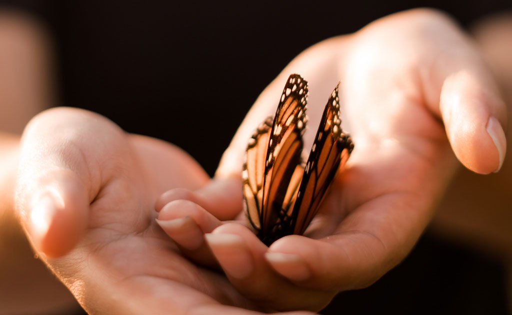 శాఖాహారం మరియు అహింసకు ఇస్కాన్ సహకారం — సంస్కృతి